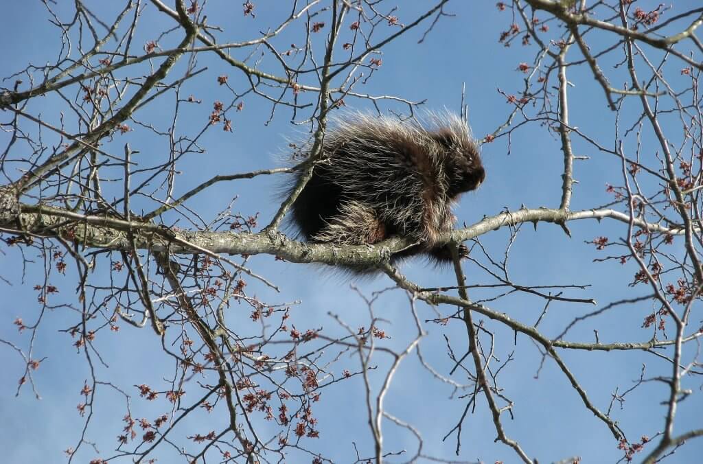 Lake Superior Circle Tour Wildlife - Porcupine